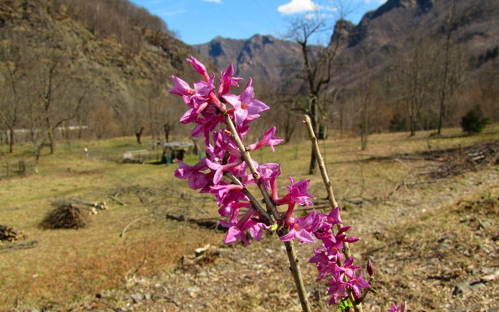 Un anno di fiori...